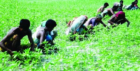 RANGPUR: Sowing of jute seeds has already begun with a production target of 6.95lakh bales of jute fibre from 64, 1010 hectares of land during the current season in all five districts in Rangpur agriculture region.