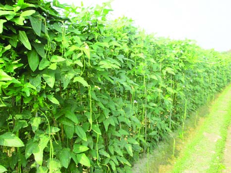 KULAURA (Moulvibazar): A view of bean field in Kulaura.