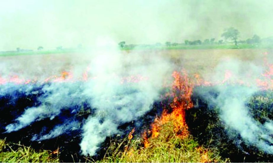 JHENAIDAH; Bangladesh Agriculture Development Corporation set fire on wheat on 272 acres of land in four seed production farms in Jhenaidah on Thursday.