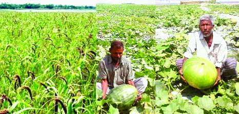 RANGPUR: Harvesting of different crops cultivated on the dried up river beds and low-lying charlands has begun on the Brahmaputra basin . Bumper production has been achieved this year.