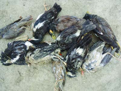 JHENAIDAH: Birds were killed in the storm. The photo was taken from Mohabbatpur village in Jhenaidah yesterday.