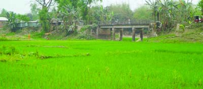 KURIGRAM: Nilkumari River in Fulbari Upazila has been dried up and turned into a crop field . This picture was taken on Monday.