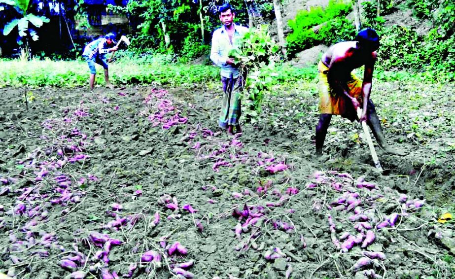 NATORE: Farmers in Natore are busy in harvesting sweet potatoes as the district has achieved bumper output of the product. This picture was taken from Sonapati area of Naldanga Upazila on Tuesday.