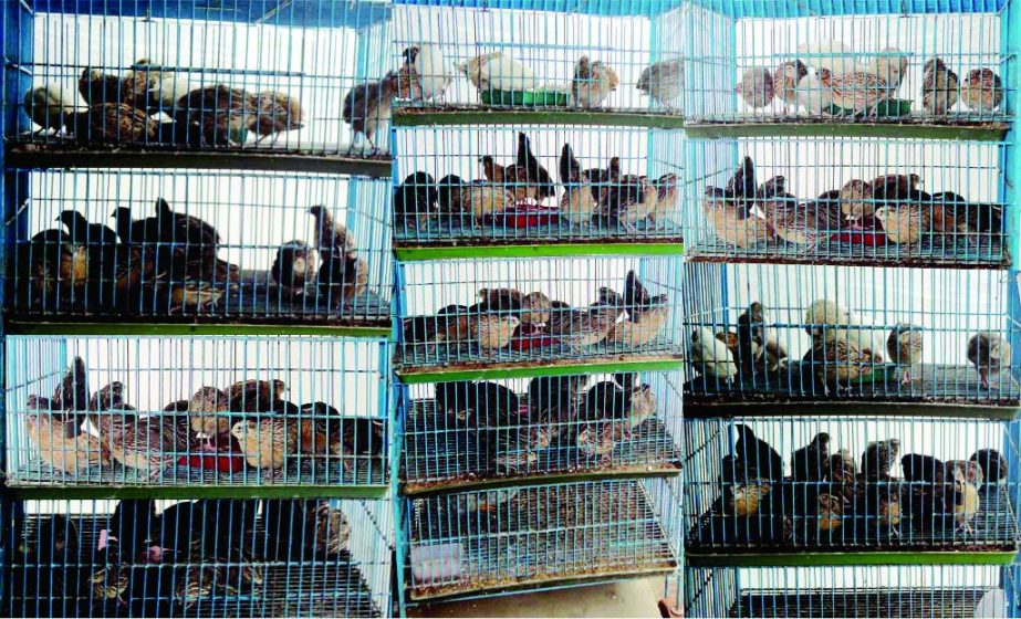 NARSINGDI: A view of a Quail farm of Didar Alam of Jhierdee union in Polash Upazila.