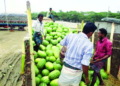 LAXMIPUR: Traders in Laxmipur are busy in taking juicy fruit watermelon in different parts of the country. This picture was taken from Moju Chowdhury'r Haat on Saturday.