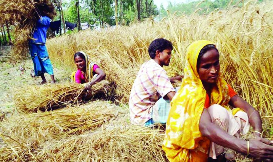 RANGPUR: After completing harvest last week, the farmers have achieved bumper wheat production in all five districts under Rangpur Agriculture region this season. This picture was taken yesterday. n BSS photo