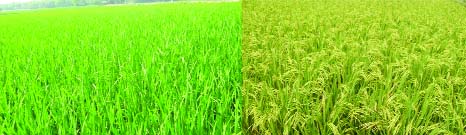 BOGRA: A Boro field at Gabtali Upazila predicts bumper production of the crop. This picture was taken yesterday.