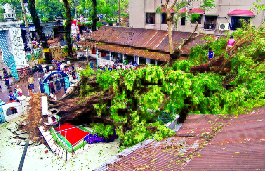 A big and old banyan tree fell on the Mazar of Hazrat Meer in Sylhet which was damaged and also affected a Madrasha near Mazar Sharif due to storm that lashes early Saturday. No casualty was reported.
