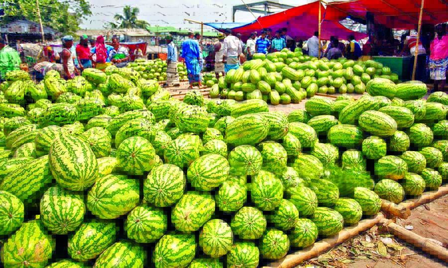 Abundant supply of watermelon in city but the people are very shy to buy those as unscrupulous traders push chemicals inside to make those sweet and colourful. This photo was taken from cityâ€™s Sadarghat on Monday.