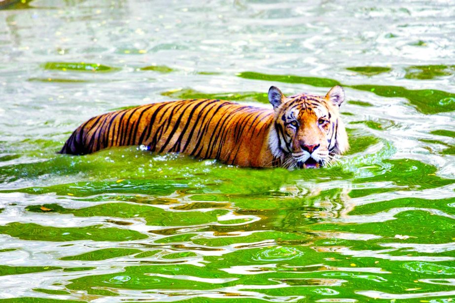 A tiger is seen taking bath at the pond inside the Mirpur Zoo to have a sigh of relief from the ongoing heatwave. This picture was taken on Tuesday.