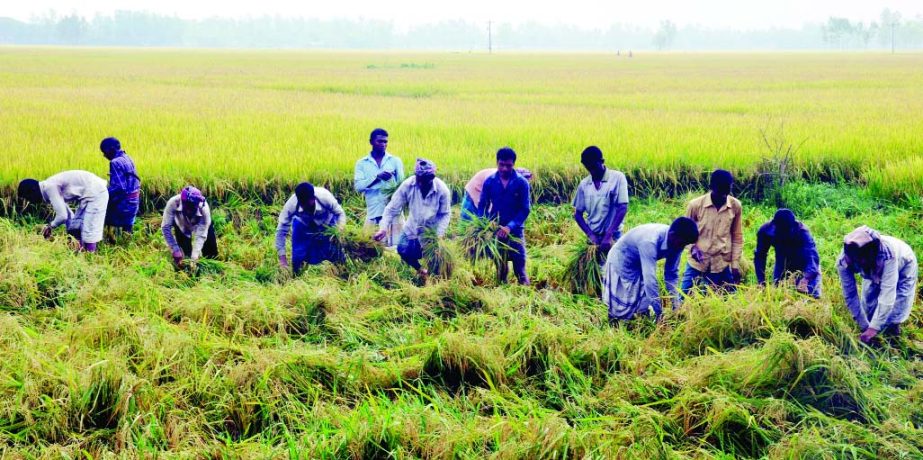 BOGRA: Framers in Bogra passing busy time in harvesting Boro paddy. This picture was taken from Kunder Hat area on Tuesday.