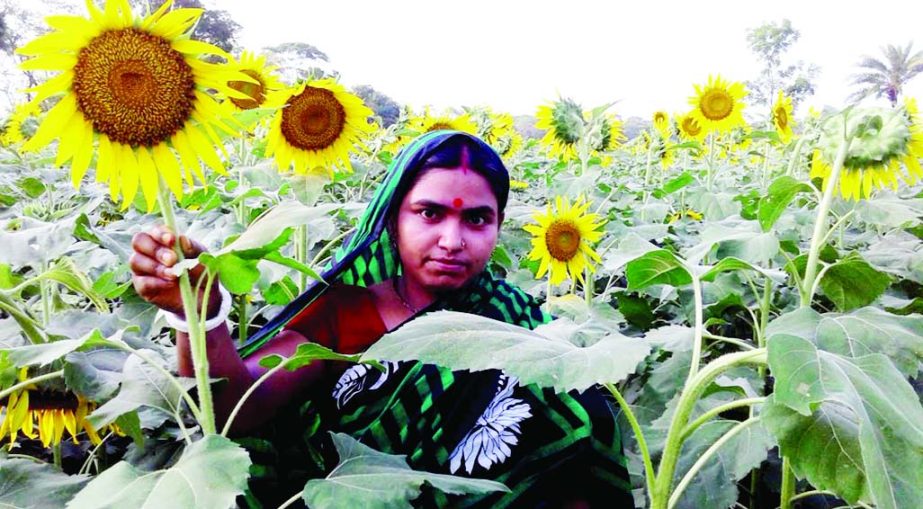 BETAGI (Barguna): Housewife Dipti Rani has became self-reliant by cultivating sun-flowers. This picture was taken on Monday. She is seen working in the flower field.