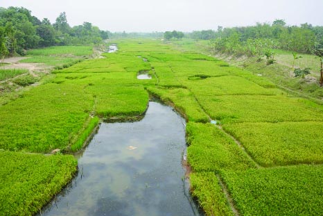 JOYPURHAT: Chhoto Jamuna River following over the Joypurhat district has been silted up as no dredging work was done for long time . People of the area are now cultivating paddy and vegetables in the bed of the river. Photo: SM Shafiqul Islam