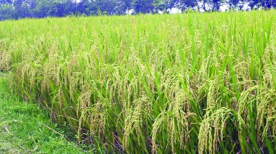 RAJSHAHI: Harvesting of Aman paddy is being hampered due to shortage of day labourers in Rajshahi Barind tract . Farmers now facing problem with ripe bumper production of paddy this season.