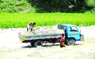 SIRAJGANJ: Local influential people lifting soil from a Boro paddy field hampering the fertility of the land . This picture was taken from Mulbari area of Sadar Upazila yesterday.