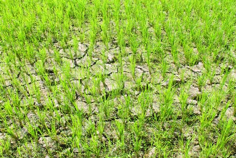 JHENAIDAH: Cracks developed on a Boro field in Jhenaidah. This picture was taken on Sunday.