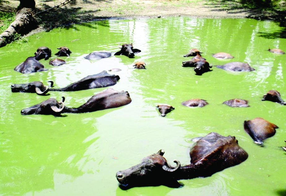 NATORE: Buffaloes are trying to get rid of heat wave in ponds water. This picture was taken from Natore yesterday.