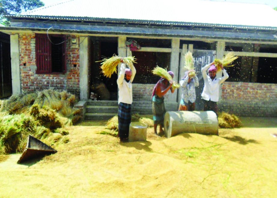 JAMALPUR: Farmers in Medaldah Upazila are passing busy time in procurement of Boro paddy. This snap was taken yesterday.