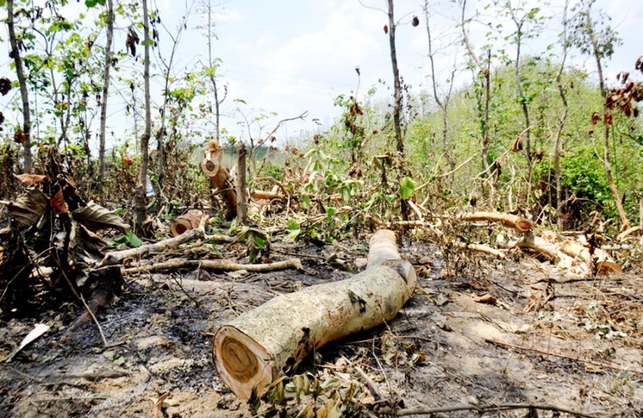 Miscreants cut down valuable trees of Bandarban Forest Department. This picture was taken on Wednesday.