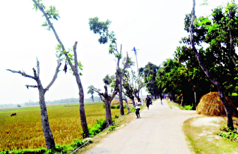 JAMALPUR: Trees are cut down for electricity connection from Melandah Station Road to UP Road. This picture was taken from Dagi Primary School Road yesterday.