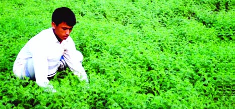 RANGPUR: An excellent growing pulse field predicts bumper production of the crop in Rangpur Agriculture Region.