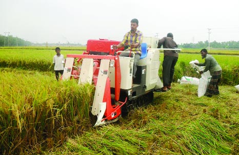 NATORE: Farmers at Singair Upazila using Combine Harvest machine for harvesting and packaging of Boro paddy. This picture was taken on Friday.