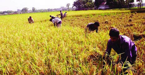 RANGPUR: The farmers are getting excellent yield rate as harvest of Boro paddy continues in full swing in a village elsewhere in Rangpur Division this season.