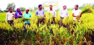 NILPHAMARI: RDRS Bangladesh organised a farmers' field day to demonstrate cultivation and harvesting of zink-enriched BRRI dhan64 in Paschim Belpukur village in Syedpur Upazila in Nilphamari on Wednesday.