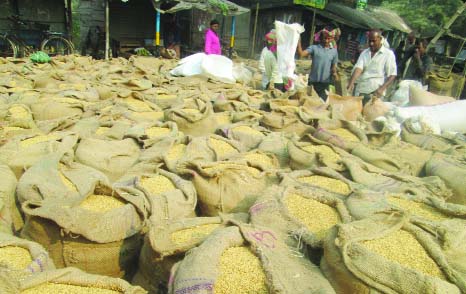 JHENAIDAH: Huge sacks of Boro paddy at Bishoykhali market in Jhenaidah Sadar.