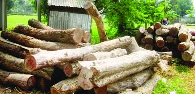 SHARIATPUR: Influentials illegally cut down road side trees in Islampur Union. This picture was taken on Saturday.