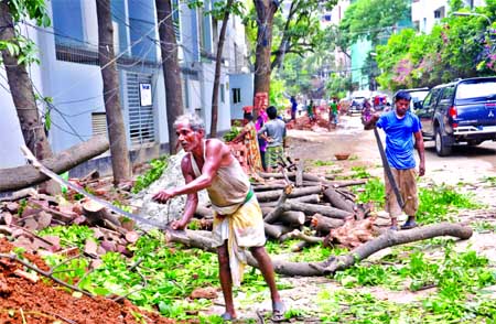 In the latest round of green massacre, the Dhaka North City Corporation (DNCC) felling roadside trees indiscriminately for the purpose of footpath widening. The snap was taken from the city's Banani area on Sunday.