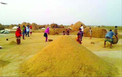 KISHOREGANJ: Farmers in Kishoreganj Haor areas are passing busy time in processing of Boro paddy as the district has achieved bumper production of it. This picture was taken from Singpore Haor in Nikli Upazila on Thursday.