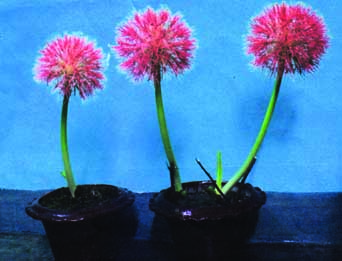 May- Flower, â€“ a rare species blooms at the rooftop of a PWD staff quarter in city's Motijheel area. It was planted by Engineer Enamul Haque Khan, General Secretary of South Muradnagar Kalyan Samity in Dhaka and former President of Bangladesh PWD