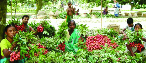 RANGPUR: Litchi business gets momentum creating huge jobs for farmers and labourers as harvesting, processing and marketing of the seasonal fruit now everywhere in Rangpur Division.