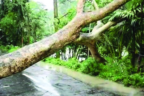 BHOLA: Trees uprooted in Charfasion upazila due to cyclone â€˜Roanuâ€™ yesterday.