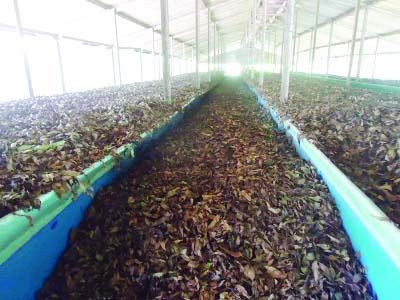 MOULVIBAZAR: A view of the rotten tea leaves in Moulvibazar.