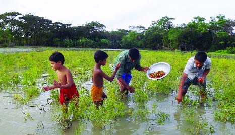 PATUAKHALI: Farmer Shaheb Ali picking up his ripe chillies and the trees as the field was submerged by flood water caused by cyclone Roanu. This picture was taken on Monday.