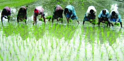 RANGPUR: Farmers continue transplantation of the off-season indigenous Parija paddy seedling as 'Aus' crop in Gangachara Upazila as elsewhere in Rangpur Division.