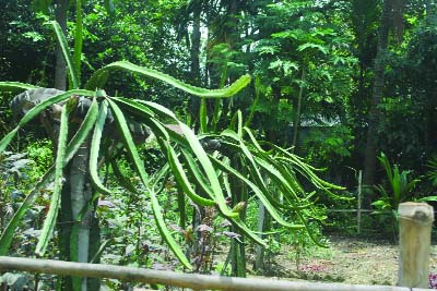 BHANGURA(Pabna): Dragon fruit trees in the garden of Mokbul Hossain MP.