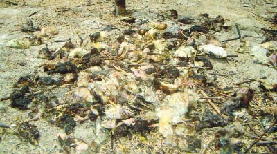 JHENAIDAH: Huge poultry birds of a farm were burnt alive in a village in Jhenaidah Sadar upazila on Thursday morning.