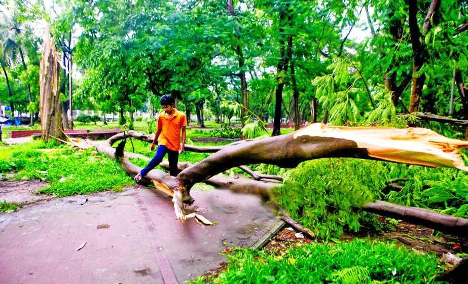 Trees fell on the ground as mild nor'wester hits city and elsewhere on Saturday morning. This photo was taken from Suhrawardy Uddyan.