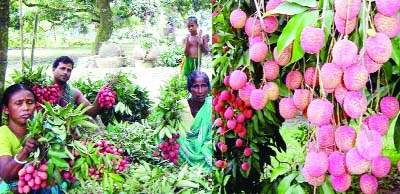 RANGPUR : Farmers produced about 45, 000 tonne of juicy and freshly seasonal fruits litchi worth Tk 200 cr in Rangpur Division in its harvest just ended this season.