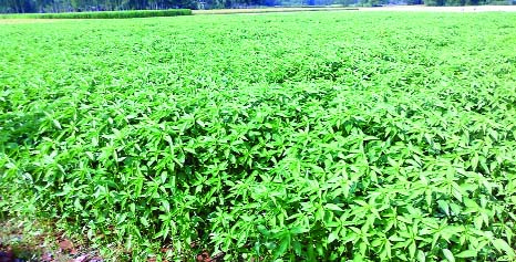 RANGPUR: The tender jute plants growing excellent amid favourable climate condition predicts better production of this fiber crop this season in Rangpur agriculture region.