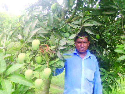 RANGPUR: Anisur Rahman, a successful grower of Haribhanga mango seen at his orchard at Sontospur village in Mithapukur Upazila .