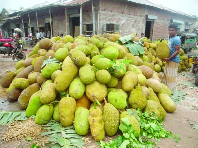 JHENAIDAH: A jackfruit vendor staking fruits for transportation from a market in Sailkupa Upazila in the district on Sunday.