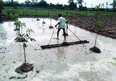 SAPAHAR (Naogaon): A farmer is preparing his field for Aman seed beds at Sapahar Upazila. This picture was taken yesterday.