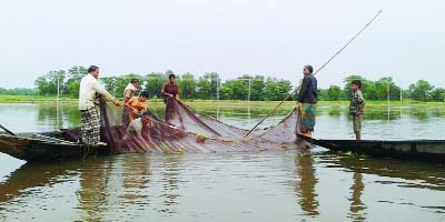 MOULVIBAZAR: Fishermen in Hakaluki netting Hilsha fishes. This picture was taken on Tuesday.