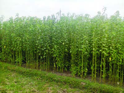 JHENAIDAH: Excellent growing jute plants in a field in Jhenaidah Sadar upazila predicts better yield. This picture was taken on Friday.