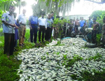 JAMALPUR: Miscreants poisoned fishes in a pond at Melandah Upazila on Tuesday night.