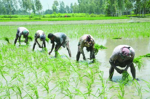 BOGRA: Farmers in the northern region are busy in planting Aman siblings. This picture was taken from Kaornopur in Bogra yesterday.